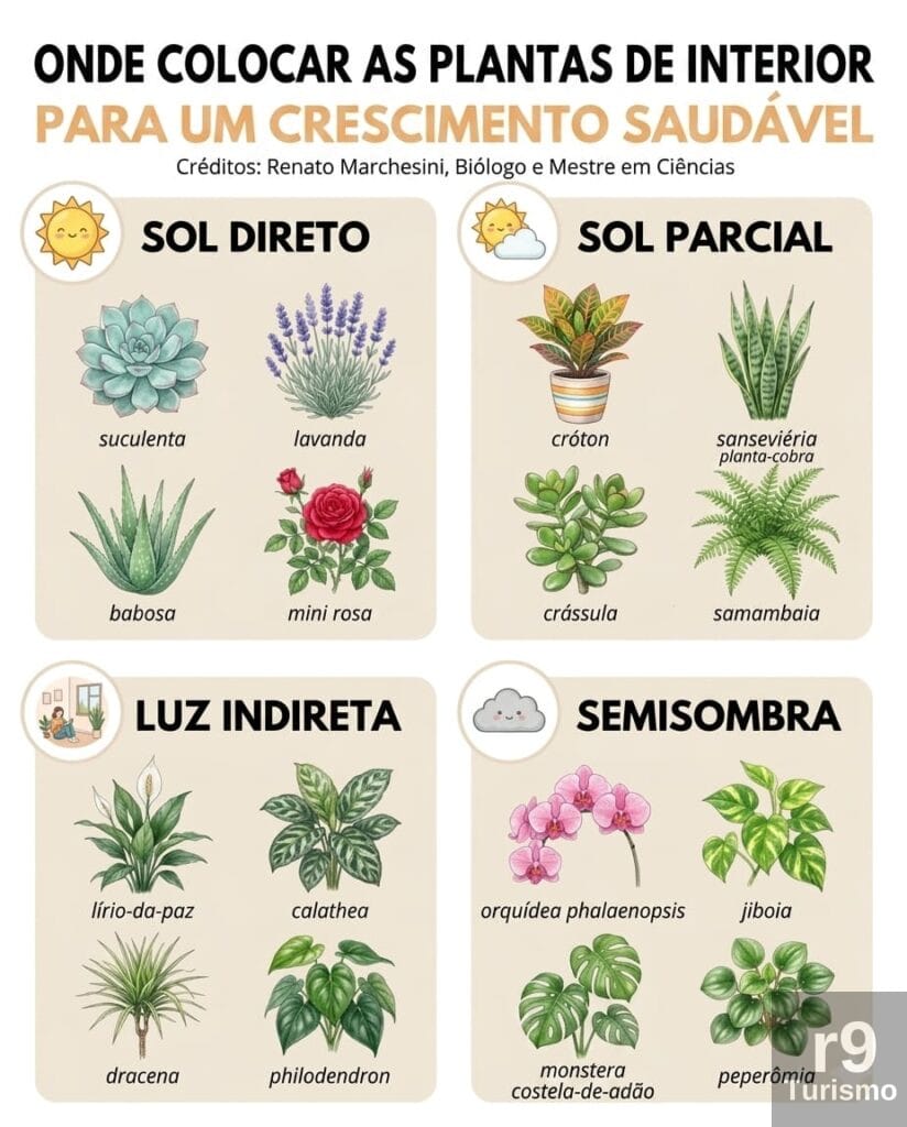 Onde Colocar Suas Plantas para um Crescimento Saudável