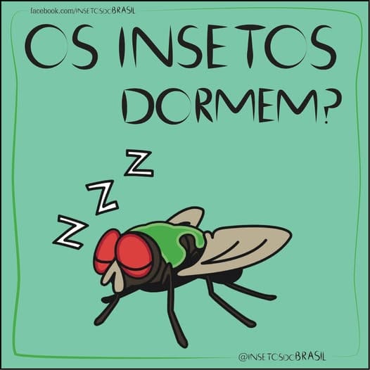 Afinal, os insetos dormem? A ciência explica como eles descansam.